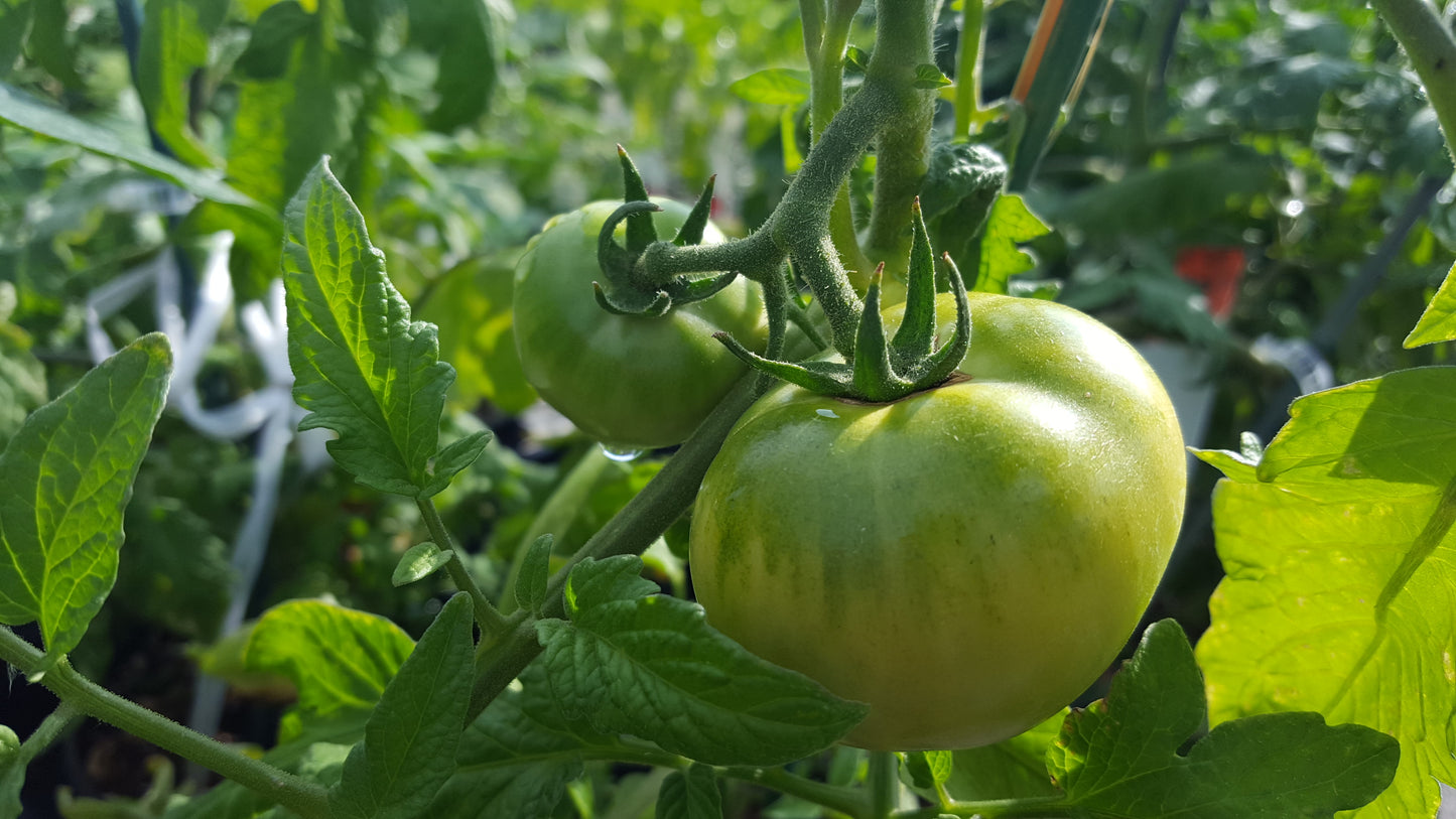 🍅 The Red Mountain Collection™