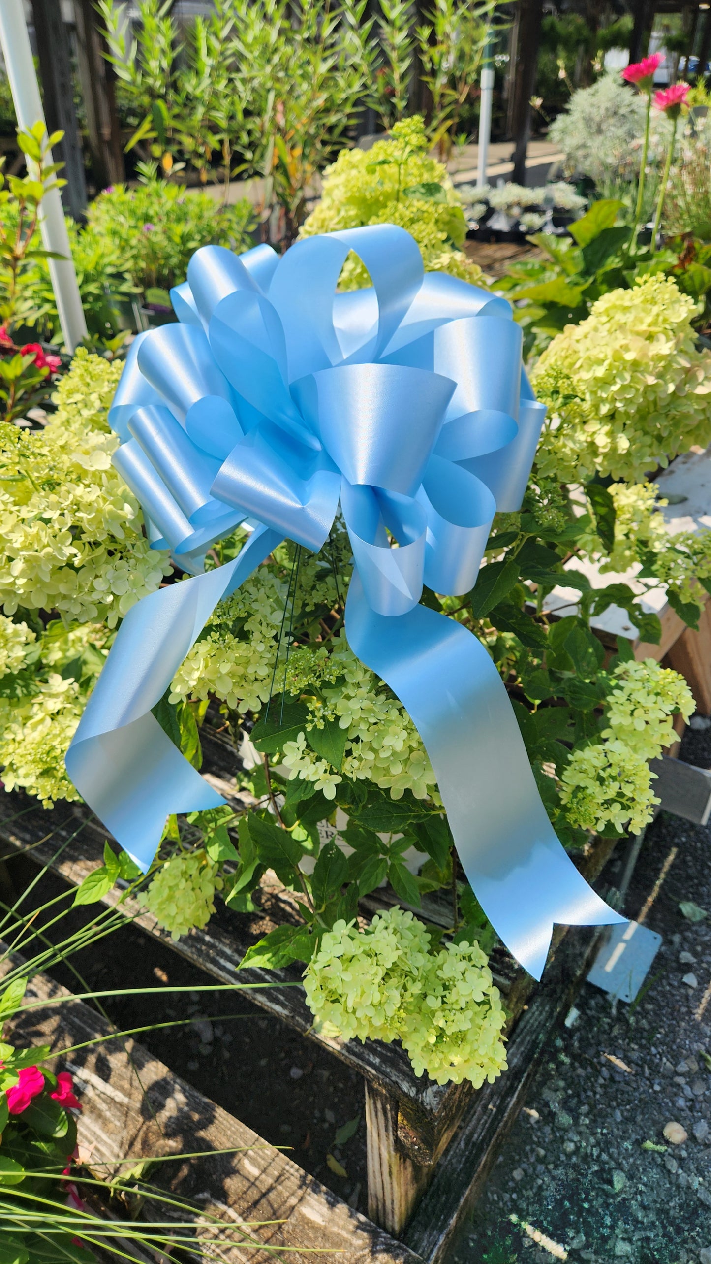 Blue Bow