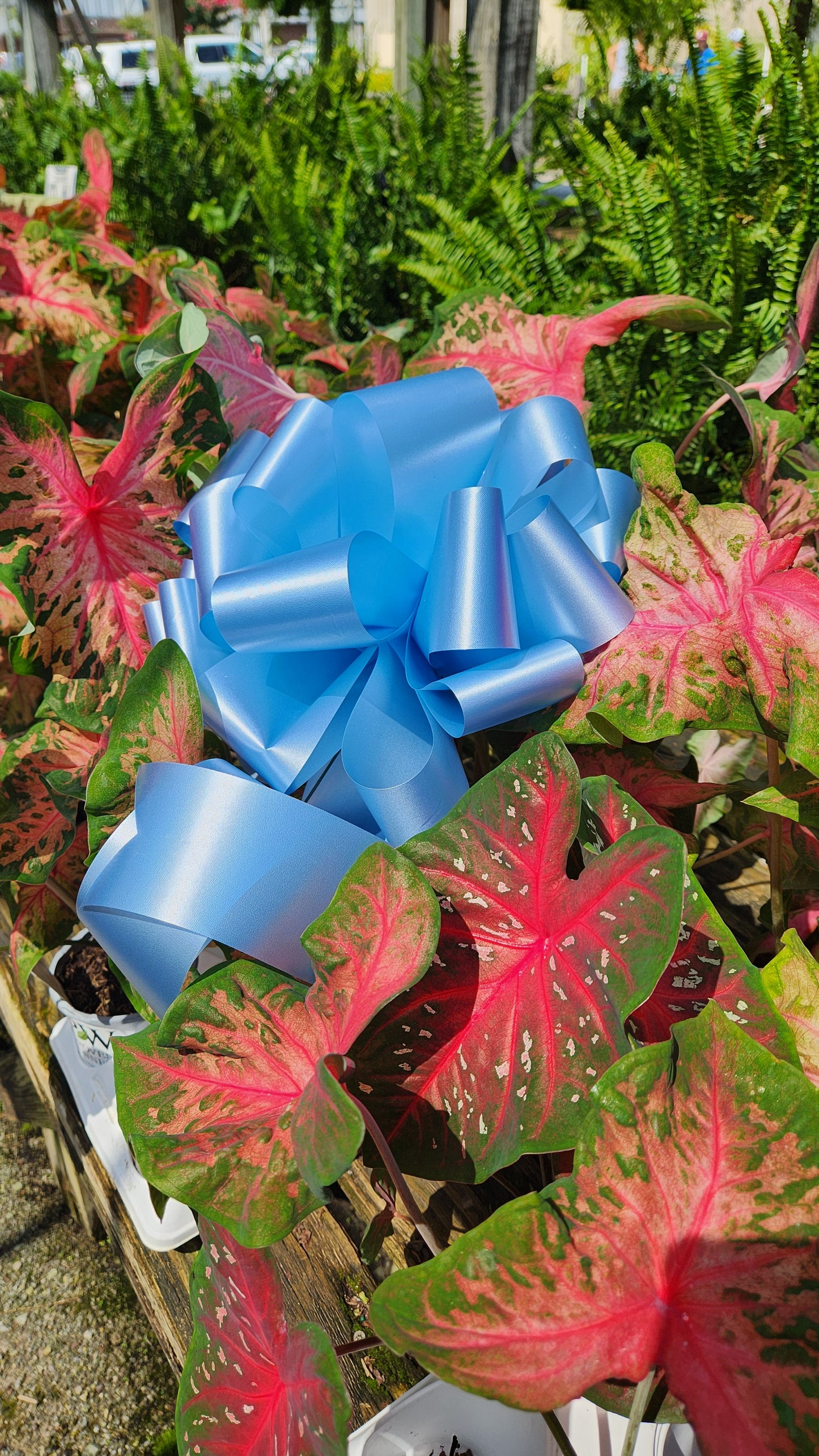 Blue Bow