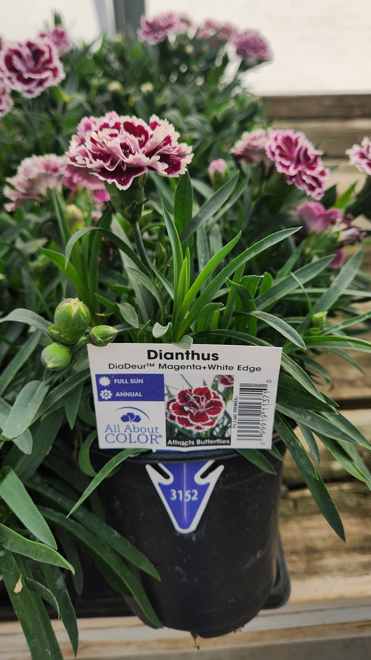 Dianthus DiaDeur ‘Magenta’ 💖🌸✨