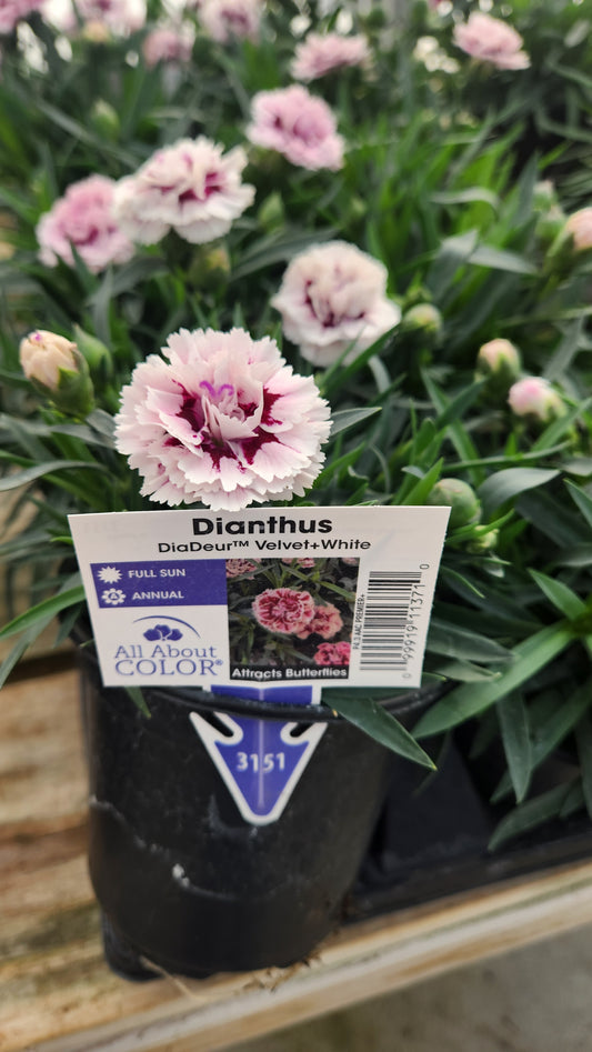 Dianthus DiaDeur ‘Velvet’ ❤️🌺✨