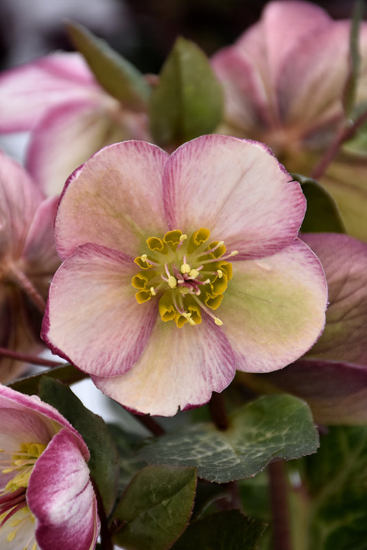 Helleborus First Kiss® ‘Bayli’s Blush’ 🌸❄️🌿