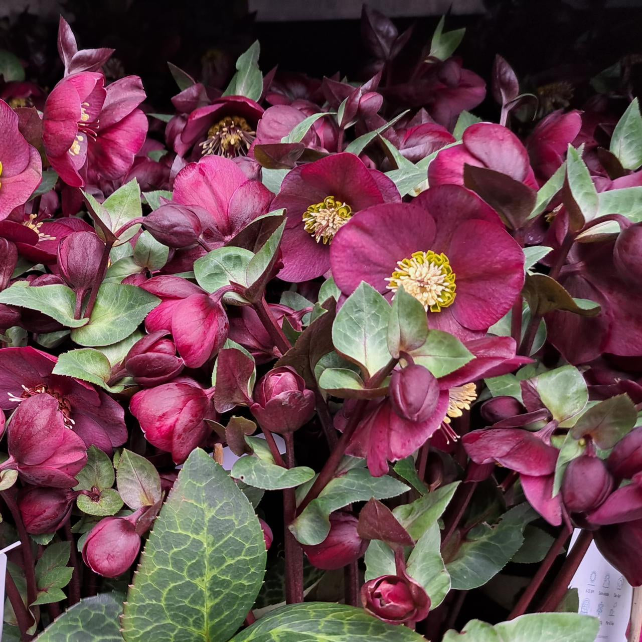 Helleborus First Kiss® ‘Vibey Velvet’ 🖤💜❄️
