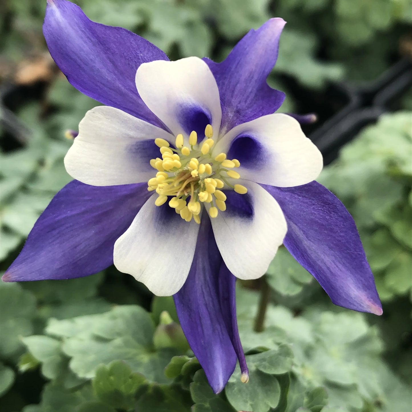 Aquilegia Kirigami® ‘Deep Blue & White’ 💙🤍🌸