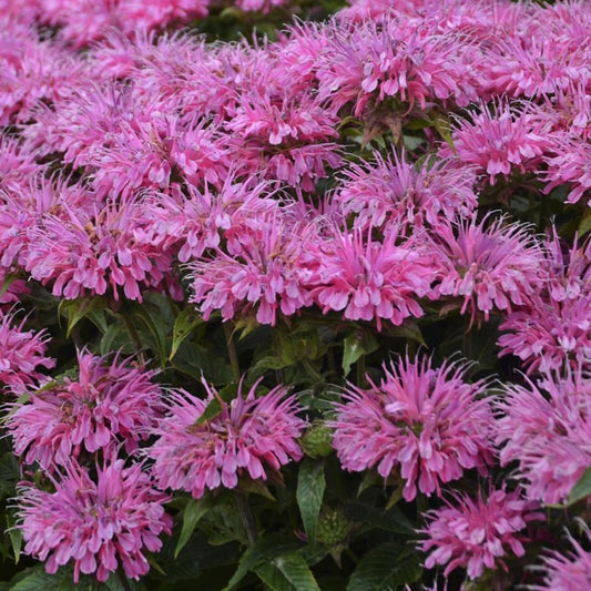 Monarda Sugar Buzz® ‘Bubblegum Blast’ 🍬🌸🐝