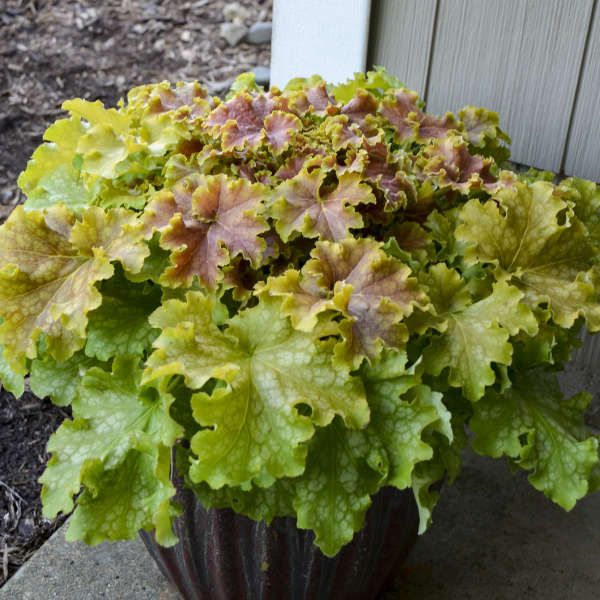 Heuchera Dolce® ‘Apple Twist’ 🍏🍃✨