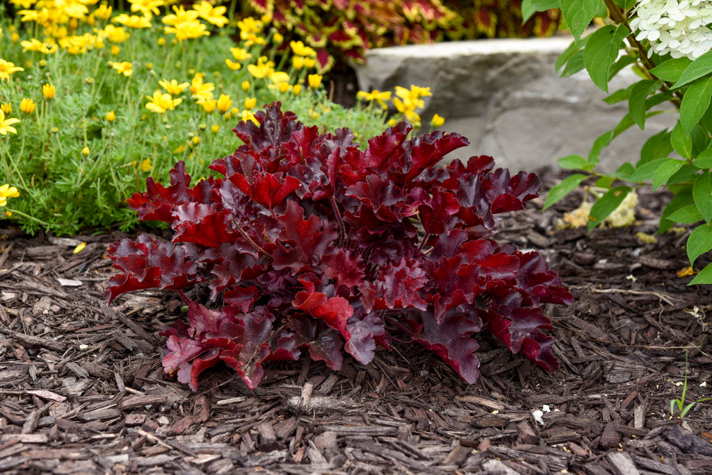 Heuchera Dolce® ‘Cherry Truffles’ 🍒🍫🍃