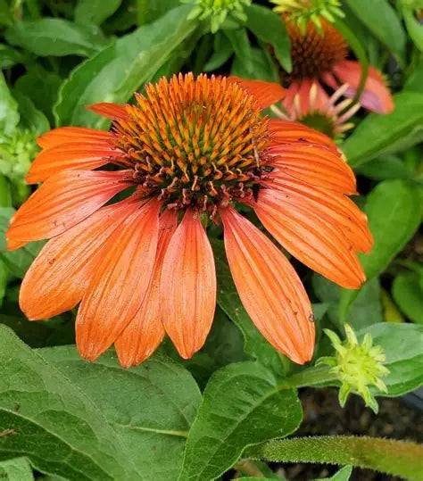 Echinacea Sombrero® ‘Adobe Orange’ 🧡🌵✨