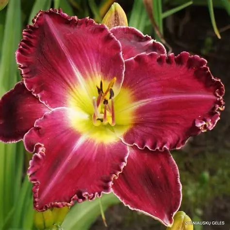 Daylily Rainbow Rhythm® ‘Blood Sweat & Tears’ ❤️🔥🌼