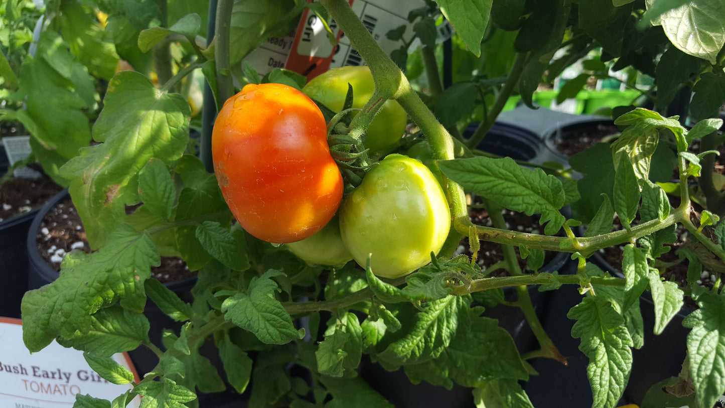 🍅 The Red Mountain Collection™