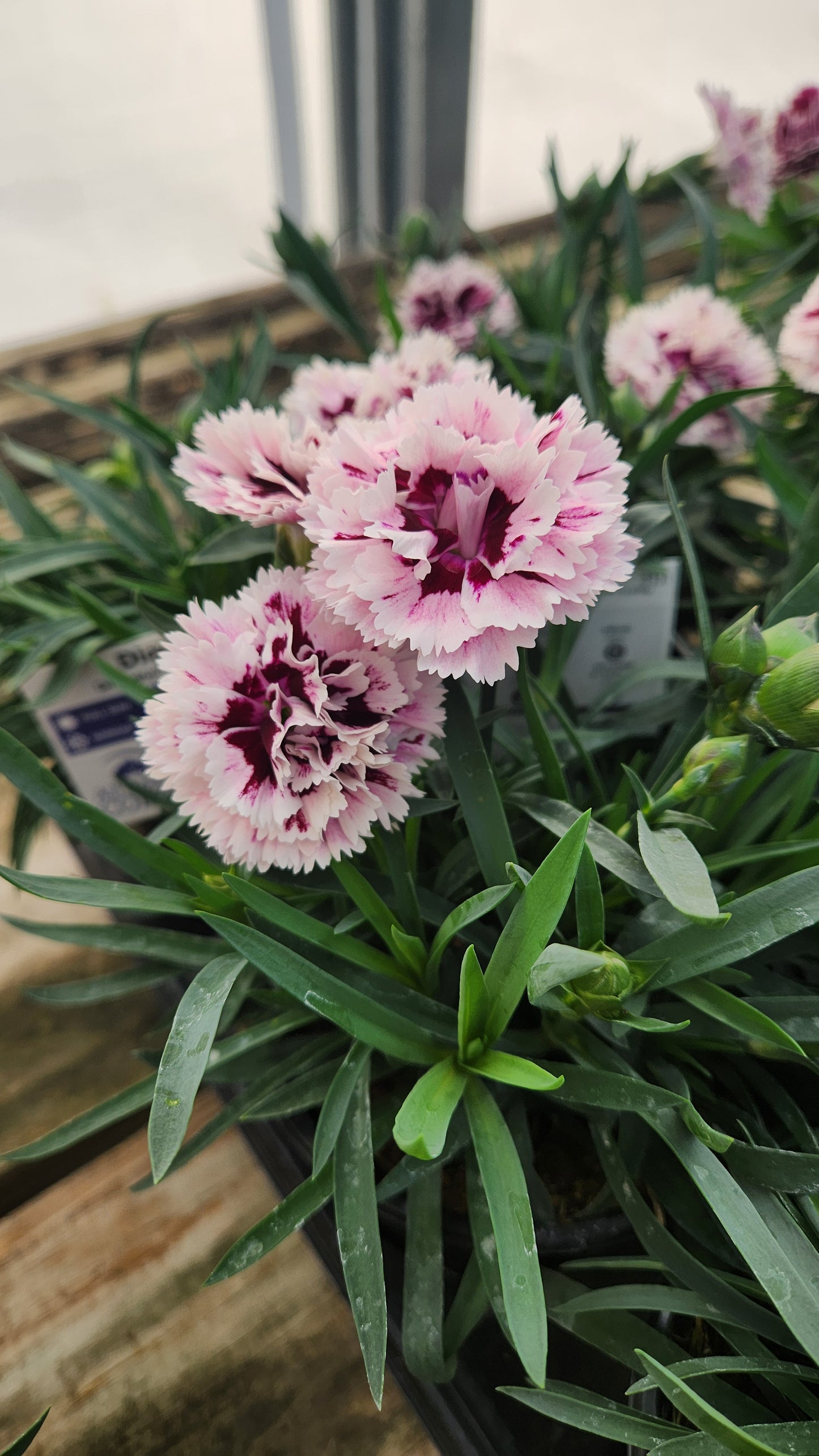 Dianthus DiaDeur ‘Velvet’ ❤️🌺✨