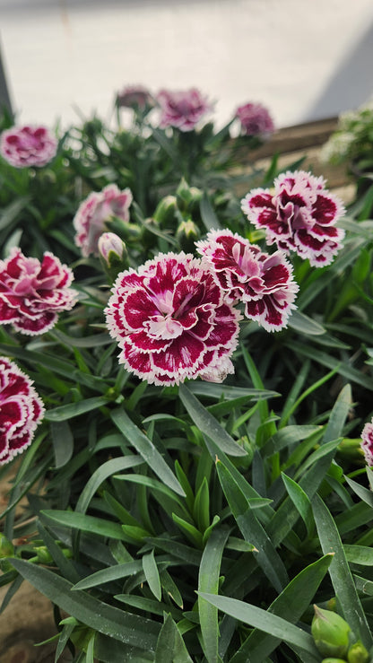 Dianthus DiaDeur ‘Magenta’ 💖🌸✨