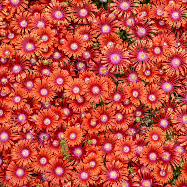Ice Plant – Delosperma Flashmob® ‘Macarena’ 🕺🌸✨