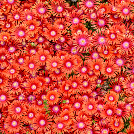 Ice Plant – Delosperma Flashmob® ‘Macarena’ 🕺🌸✨