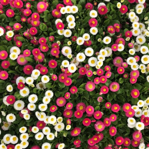 Bellis Speedstar Plus Mix
