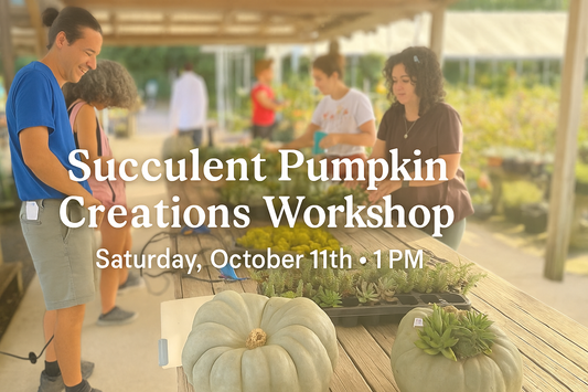 Succulent Pumpkin Creations Workshop-Oct 11th🎃