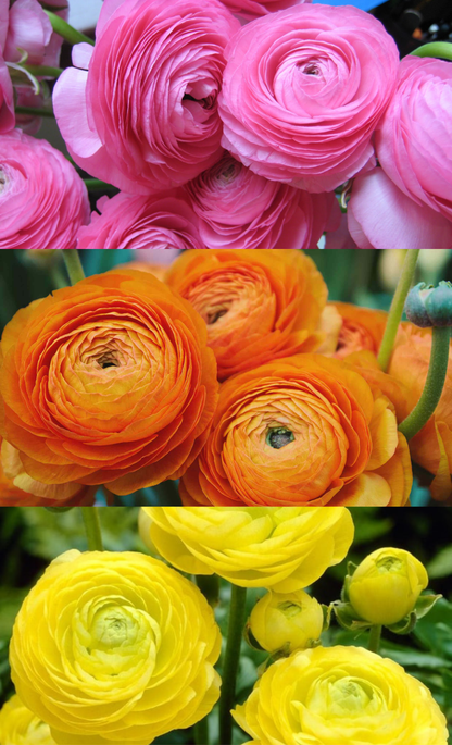 Ranunculus 🌸🧡💛
