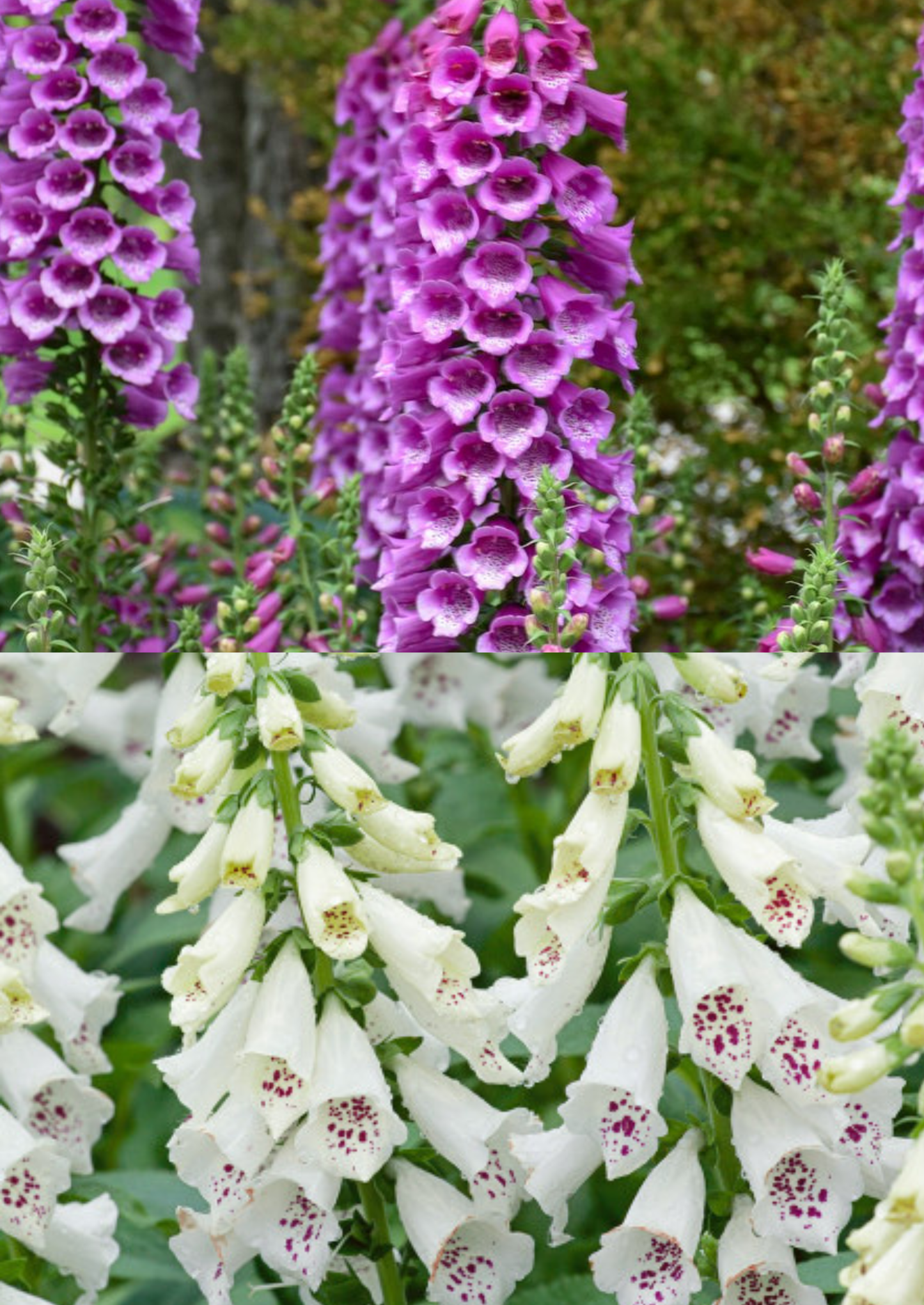 Digitalis ‘Dottie’ (Purple & White) 💜🤍🌿