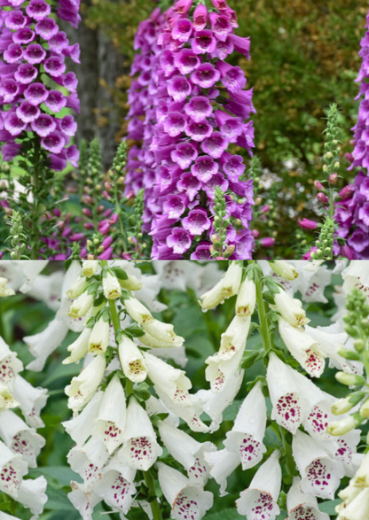 Digitalis ‘Dottie’ (Purple & White) 💜🤍🌿