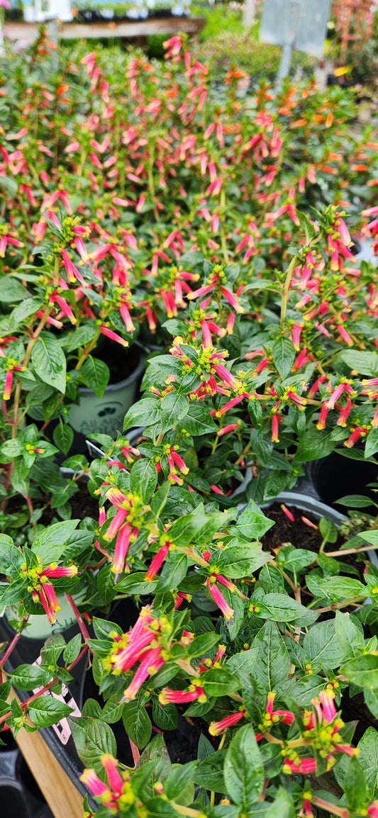 Cuphea ‘Vermillionaire’ 🔥🌺🐝