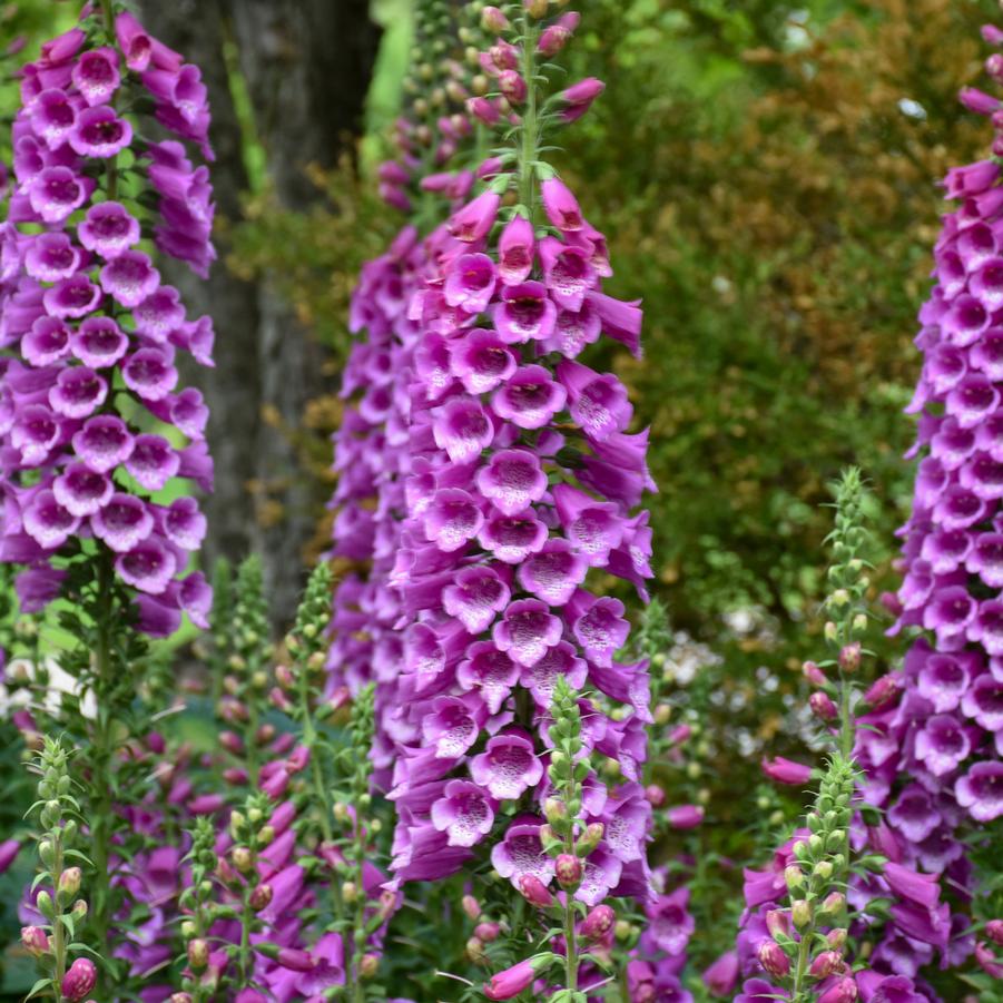 Digitalis ‘Dottie’ (Purple & White) 💜🤍🌿