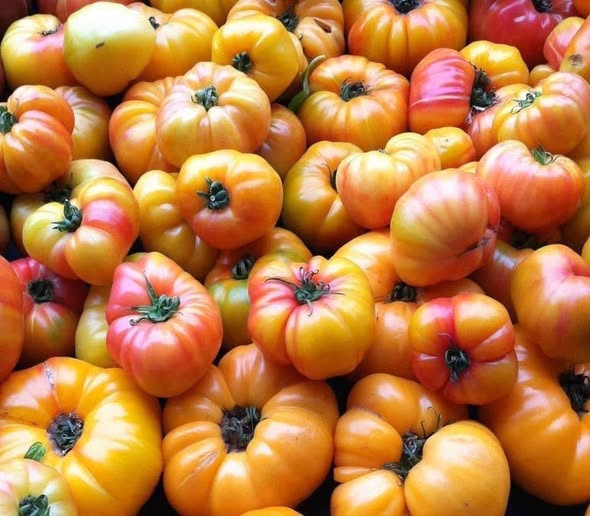 Heirloom Tomato ‘Gold Medal’ 🍅🌟✨
