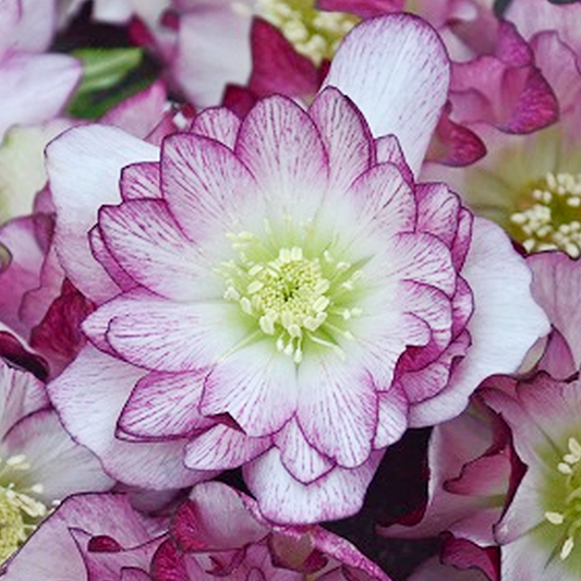 Hellebore Wedding Party® ‘Blushing Bridesmaid’ 💗🌸✨