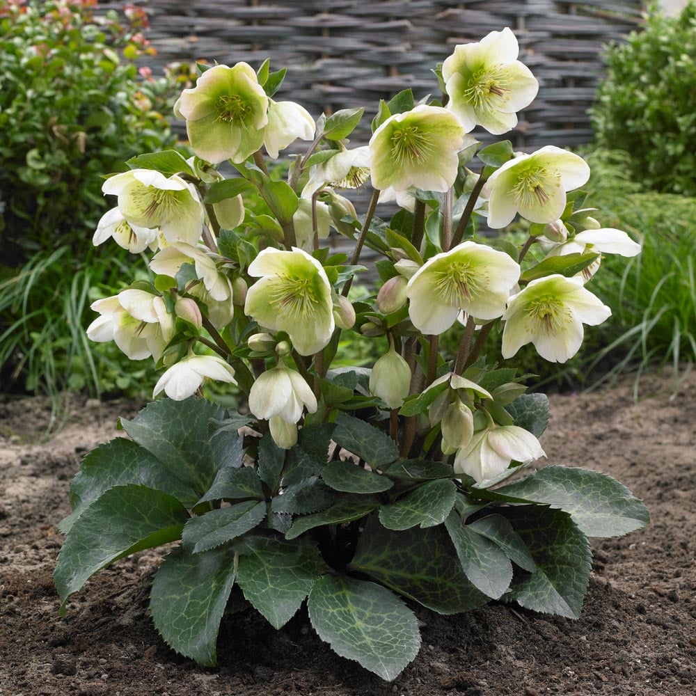 Helleborus First Kiss® ‘Molly’s White’ 🤍❄️🌿