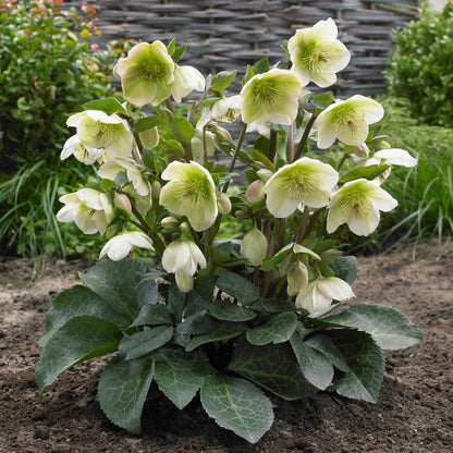 Helleborus First Kiss® ‘Molly’s White’ 🤍❄️🌿