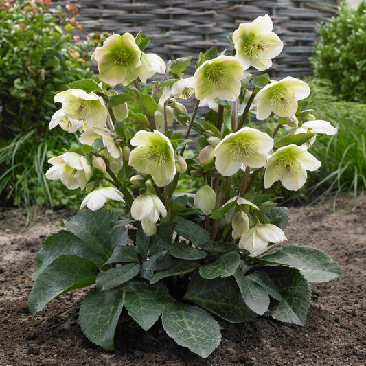Helleborus First Kiss® ‘Molly’s White’ 🤍❄️🌿