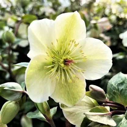 Helleborus First Kiss® ‘Molly’s White’ 🤍❄️🌿