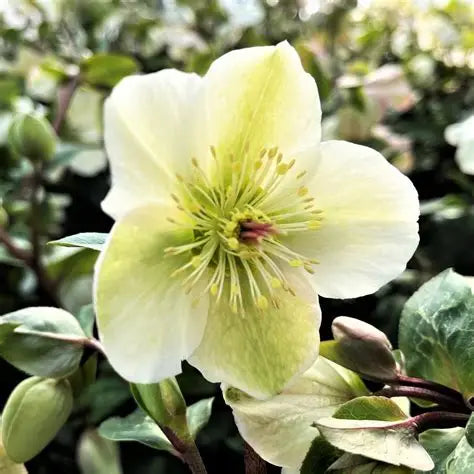 Helleborus First Kiss® ‘Molly’s White’ 🤍❄️🌿