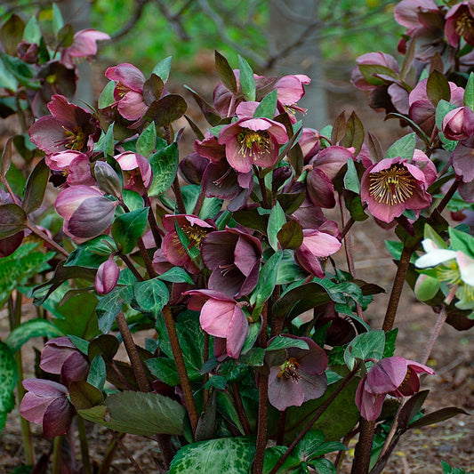 Helleborus First Kiss® ‘Pippa’s Purple’ 💜❄️🌿