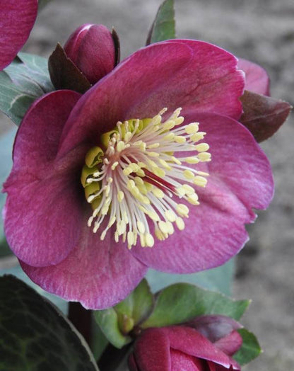Helleborus First Kiss® ‘Vibey Velvet’ 🖤💜❄️