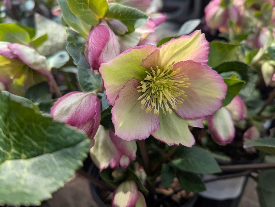 Helleborus First Kiss® ‘Cherisa’ 🌸❄️🌿