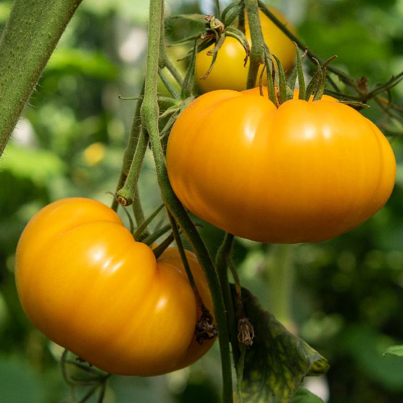 Heirloom Tomato ‘Kellogg’s Breakfast’ 🍅🌞✨