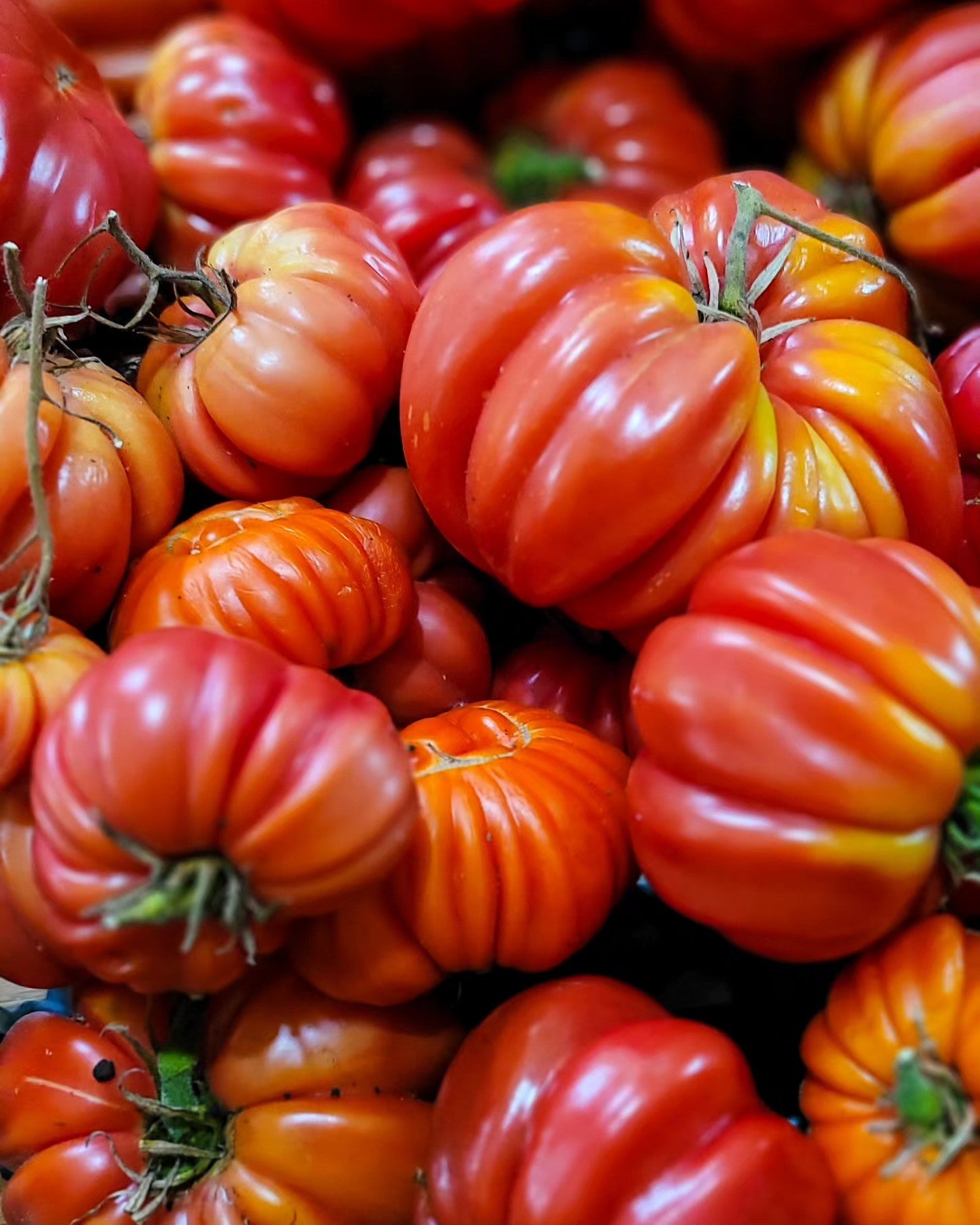Heirloom Tomato ‘Mushroom Basket’ 🍅🎭✨