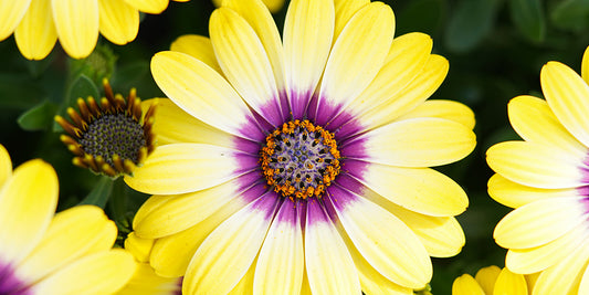 Osteospermum ‘Blue Eyed Beauty’ 💜💙✨