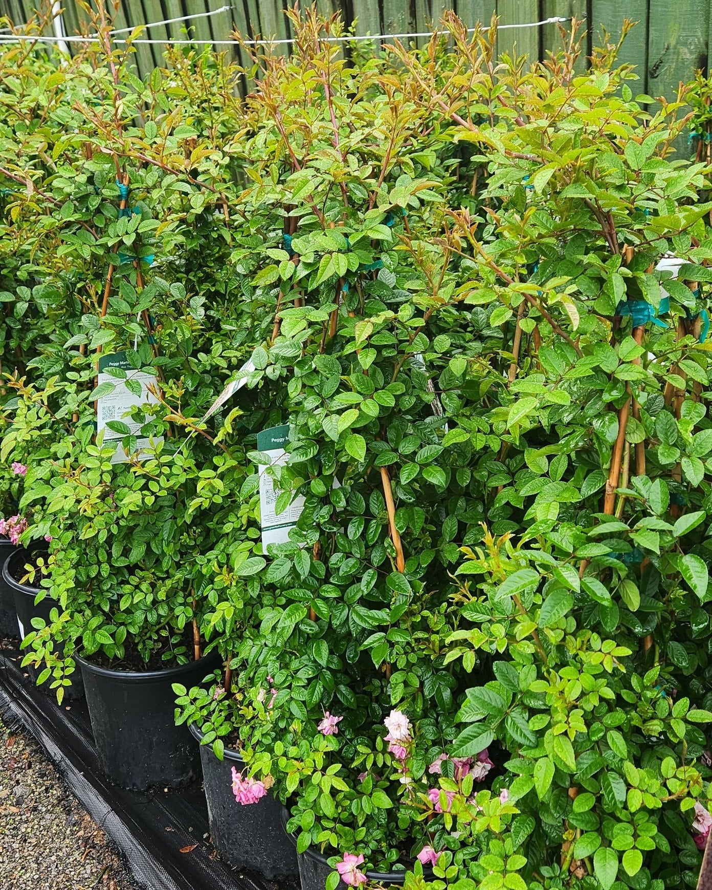 Peggy Martin Rose - 5 Gal - PRE-ORDER ONLY