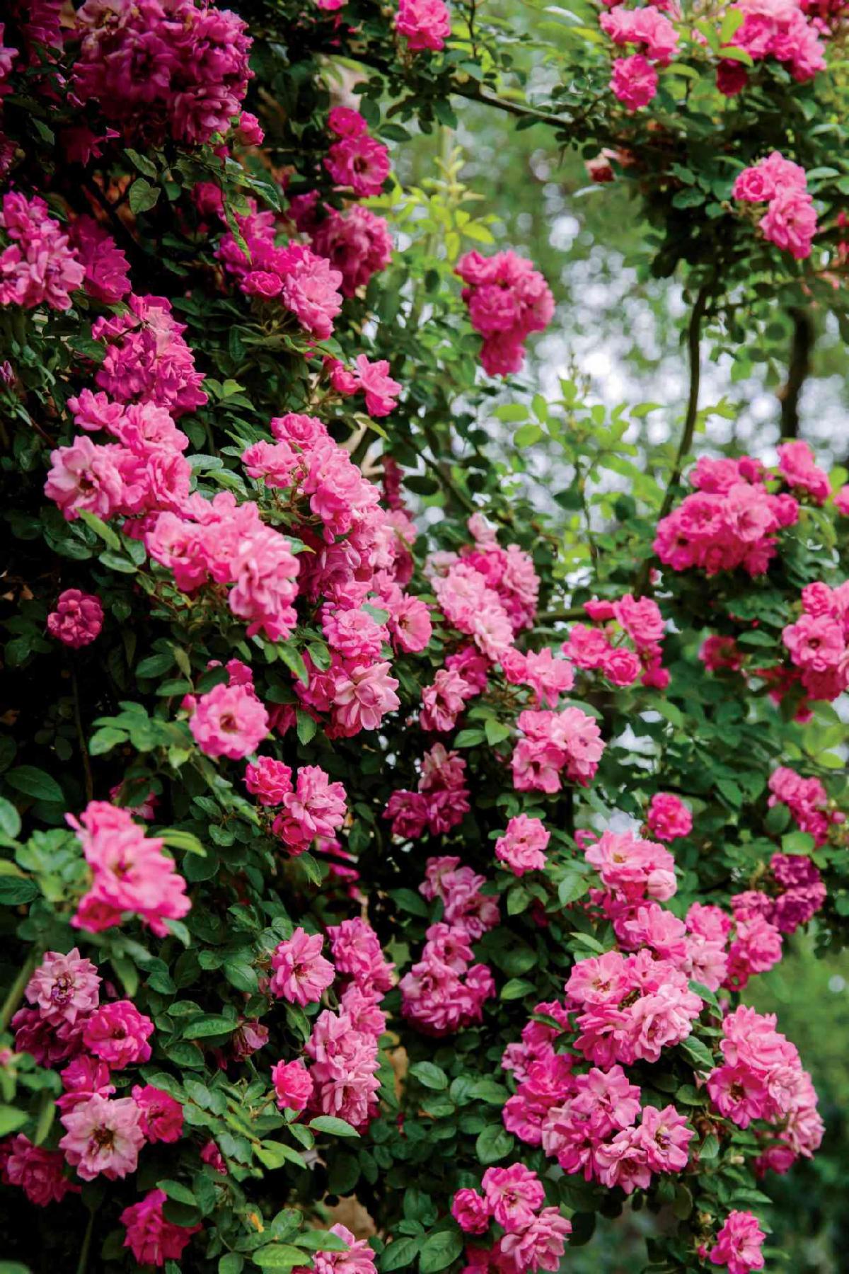 Peggy Martin Rose - 5 Gal - PRE-ORDER ONLY