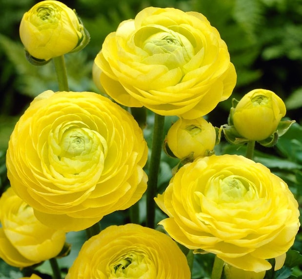 Ranunculus 🌸🧡💛