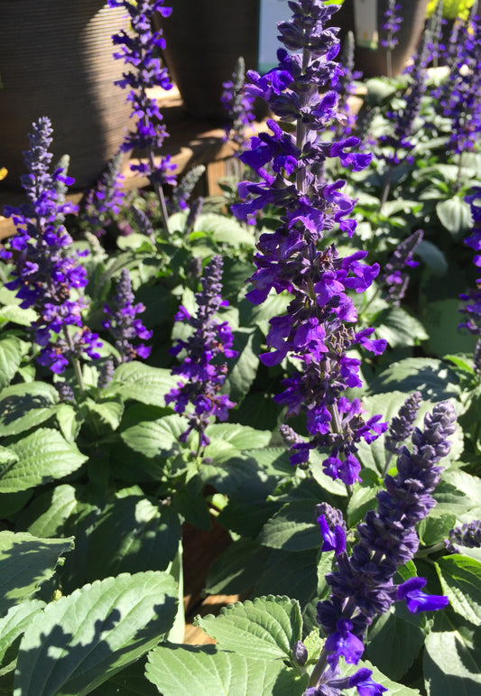 Salvia ‘Mystic Spires’ 💜🌸✨