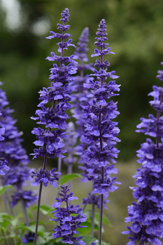 Salvia ‘Mystic Spires’ 💜🌸✨