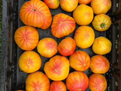 Heirloom Tomato ‘Striped German’ 🍅🌅✨