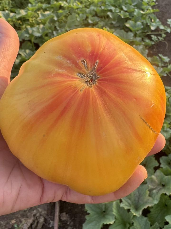 Heirloom Tomato ‘Striped German’ 🍅🌅✨