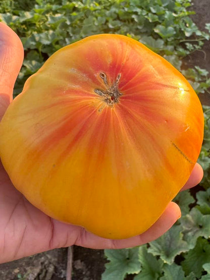Heirloom Tomato ‘Striped German’ 🍅🌅✨