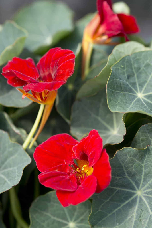 Nasturtium ‘Baby Red’ ❤️🌼✨