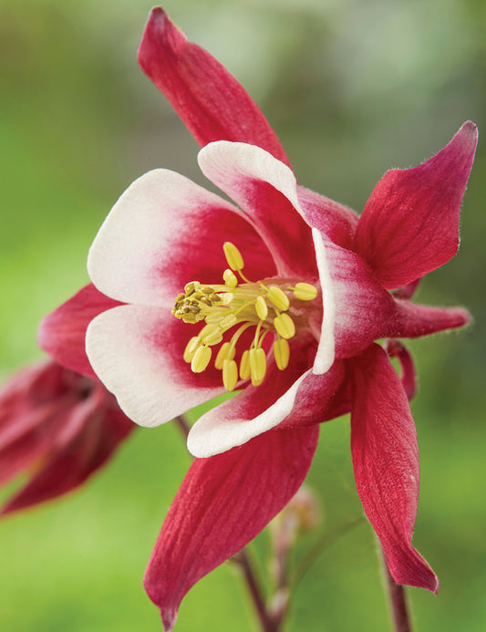 Aquilegia Kirigami® ‘Red & White’ ❤️🤍✨