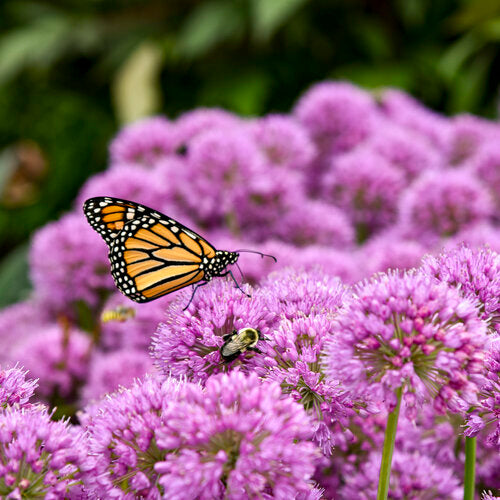 Allium ‘Serendipity’ G1 💜🎆🐝