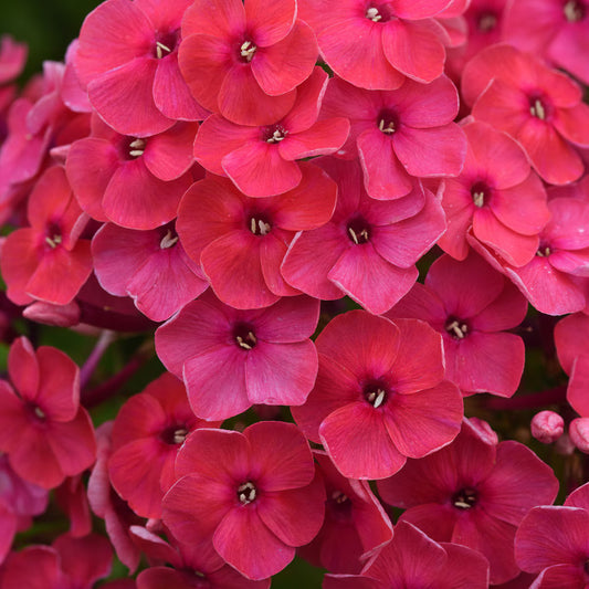 Phlox Ka-Pow® ‘Pink’ 💗💥✨